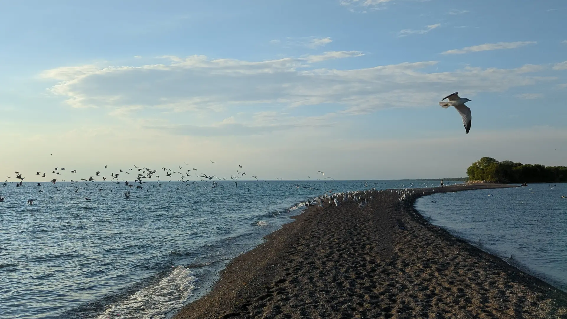 WINDSOR REPORT - POINT PELEE